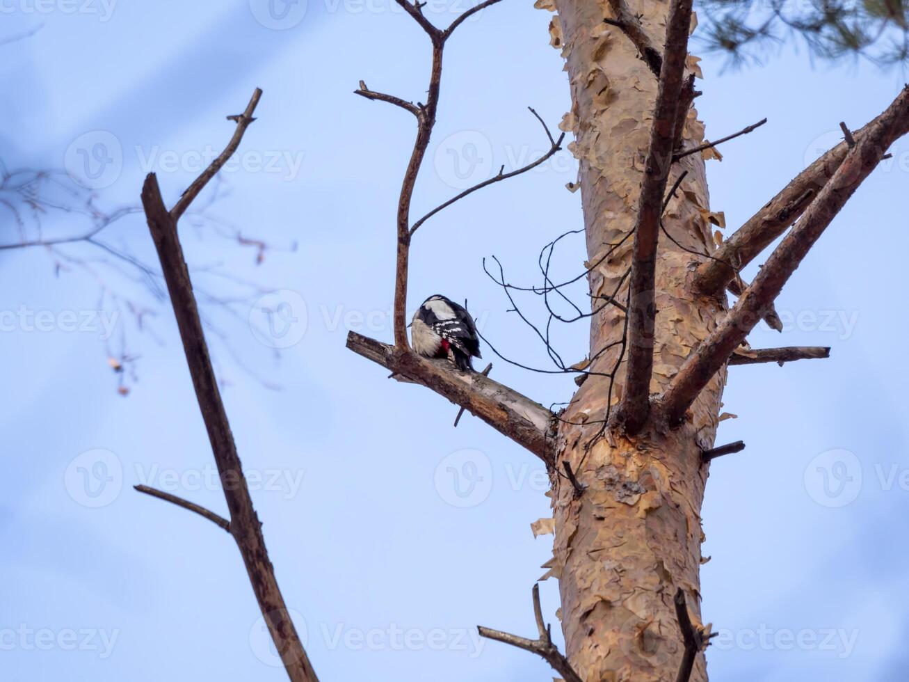 A great spotted woodpecker with a red tail sits on an old pine tree photo