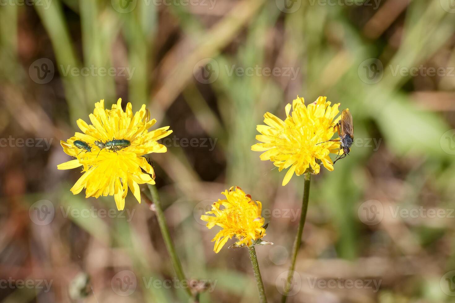 Macro view of vibrant yellow wildflowers with insects on a sunny day in a lush green field photo