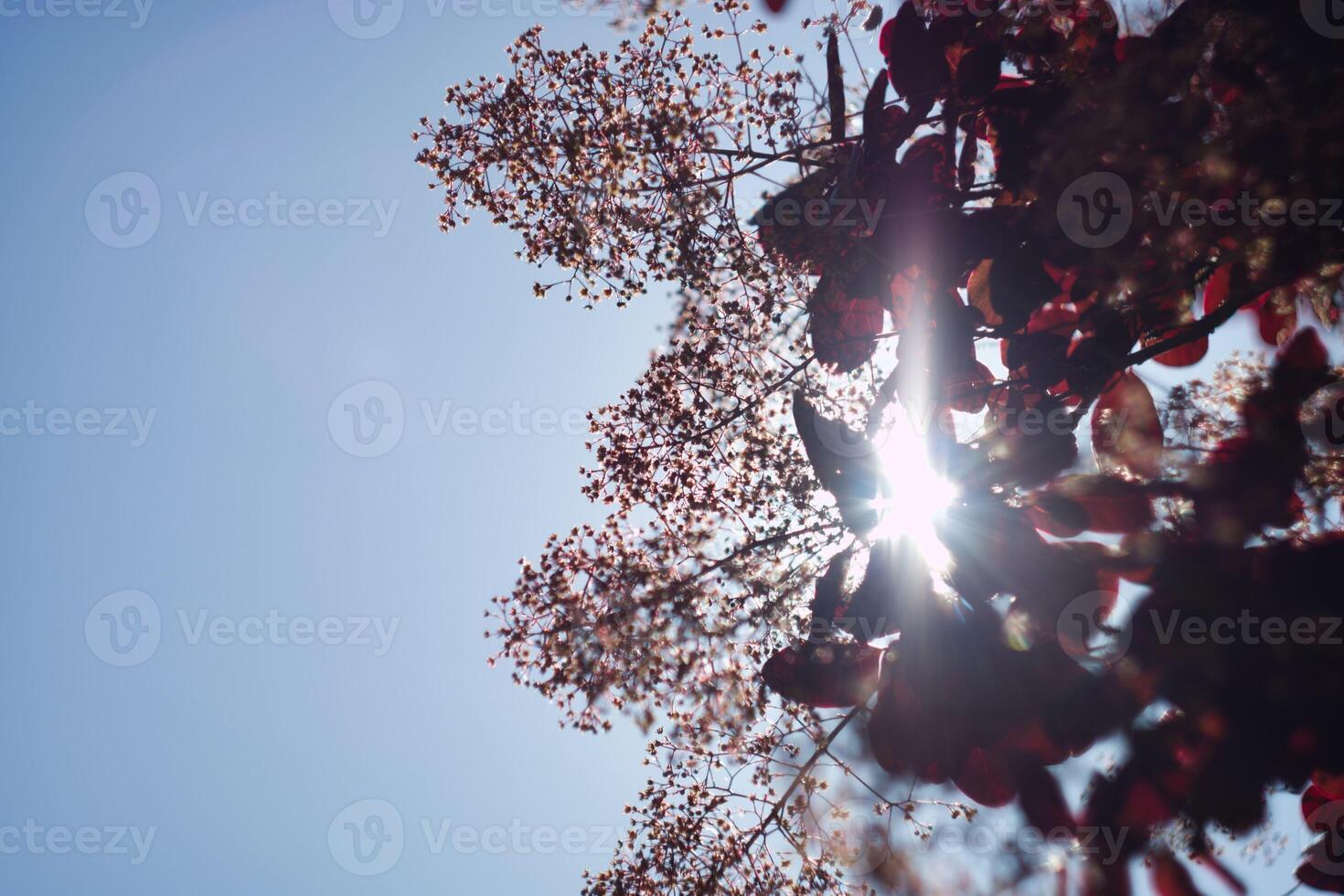 Bright sunlight shining through tree branches on a clear day in an urban park during autumn photo