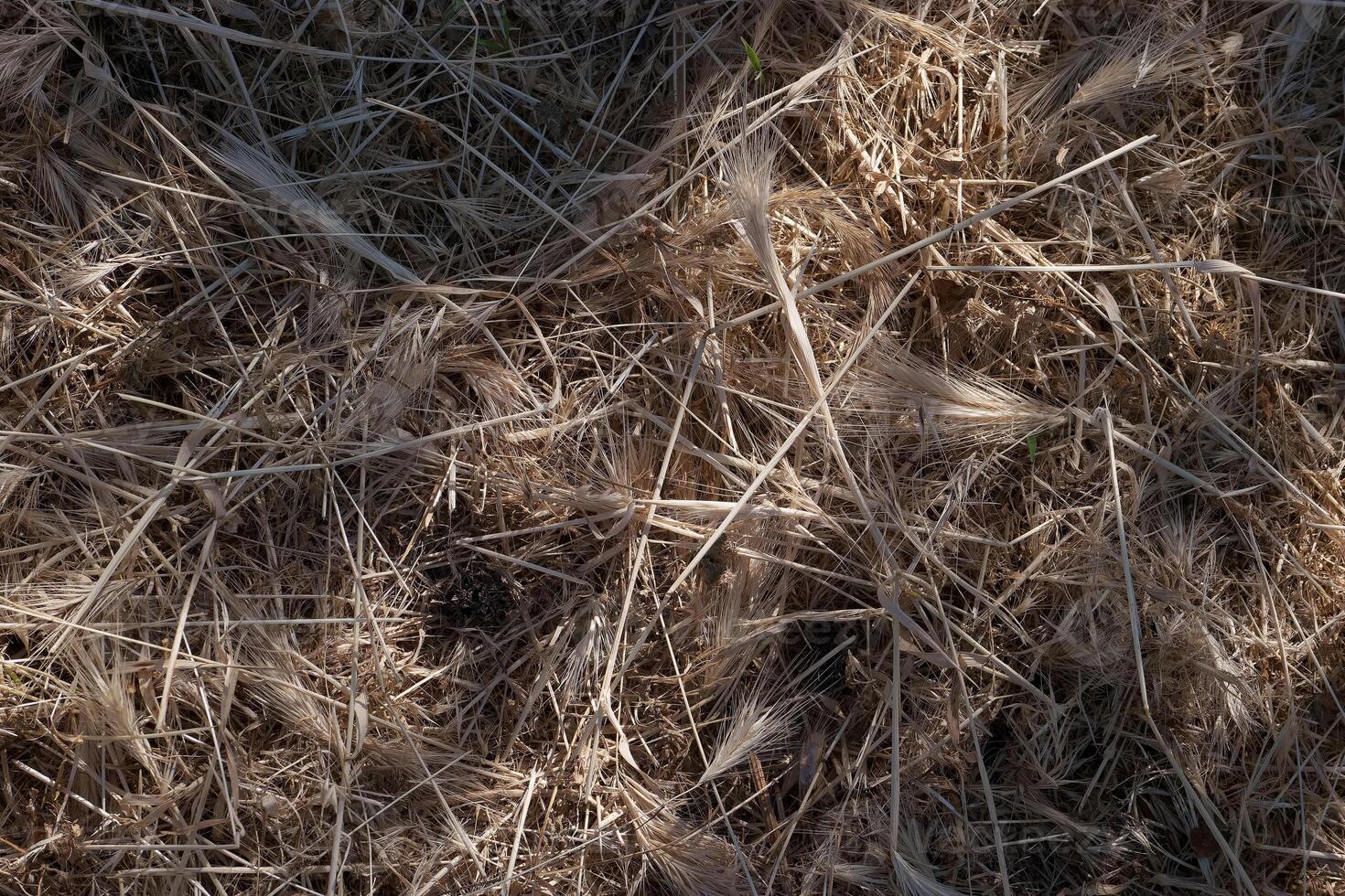 Close view of dry grass and straw laying on ground in early morning sunlight photo