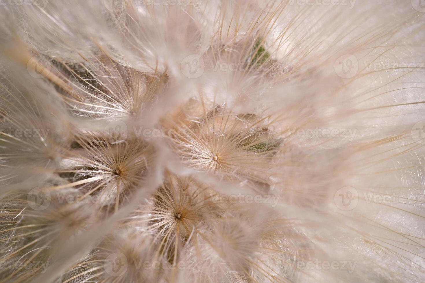 Close up view of a dandelion puff ball showcasing delicate seeds ready to disperse in a bright natural setting photo