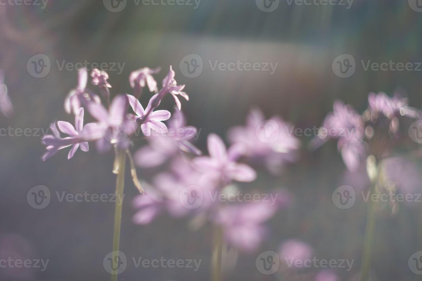 Delicate purple flowers bloom softly in natural light, surrounded by a serene garden setting during springtime photo