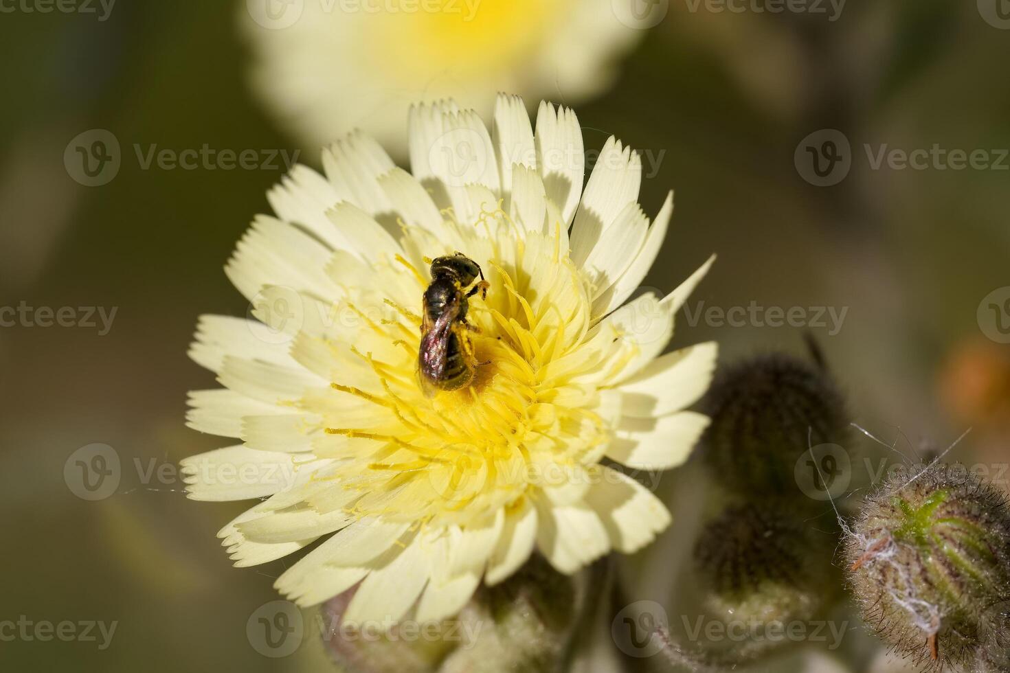 Busy bee collecting nectar from delicate yellow flower in vibrant spring garden photo