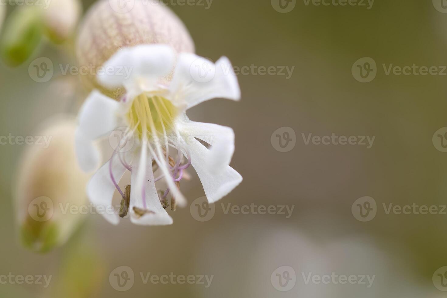 Delicate white flower blooming in a natural environment during the spring season photo