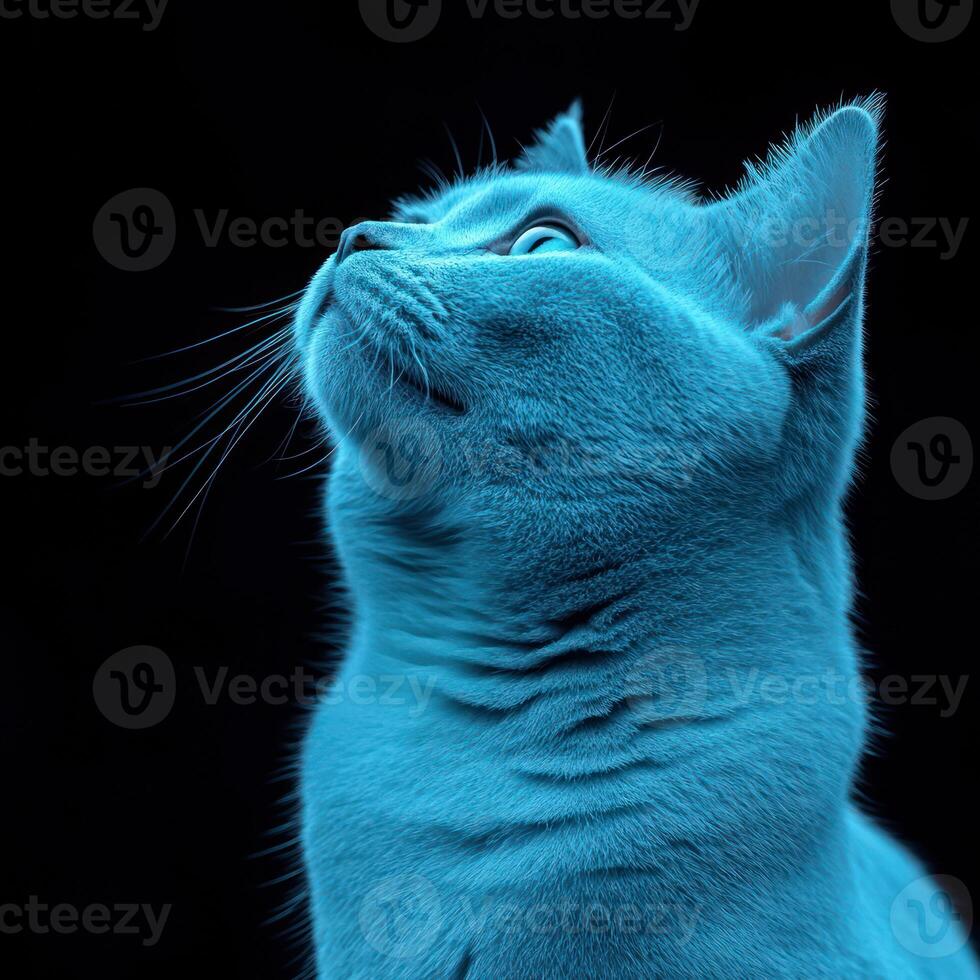 A blue cat gazes up, illuminated by a soft light in a dark space photo