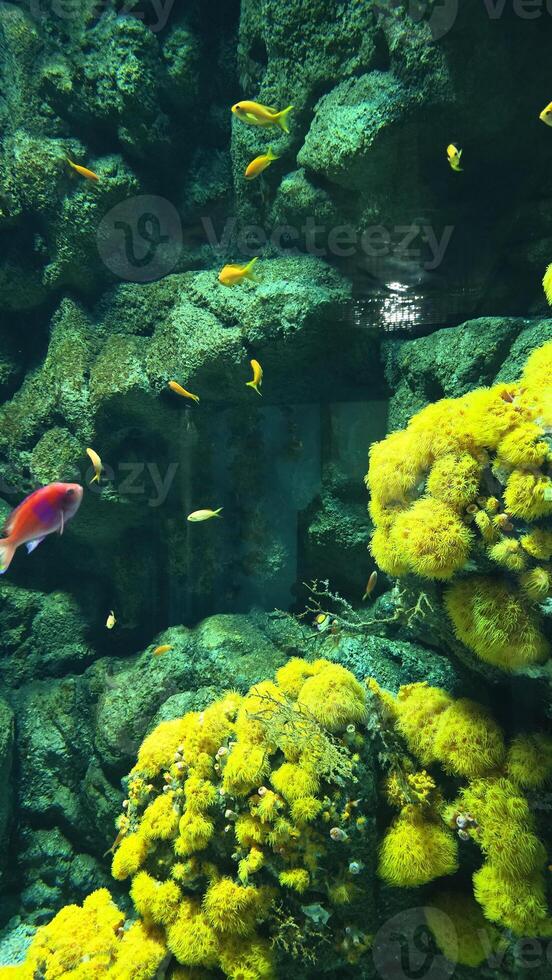 Colorful Tropical Fish and Coral Reef Underwater Scene photo