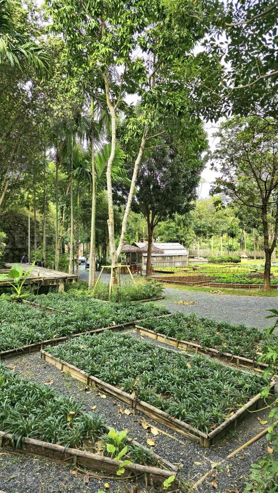 Lush Green Organic Farm with Traditional Wooden Huts photo