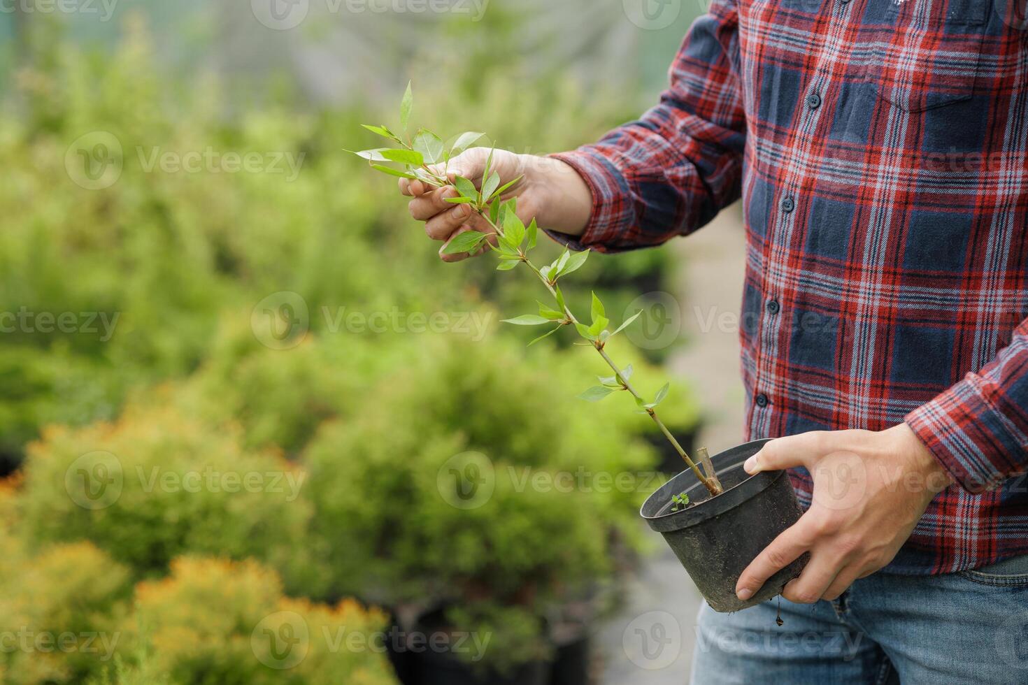 Man holds and examines small sapling in pot at plant nursery, surrounded by green shrubs. photo