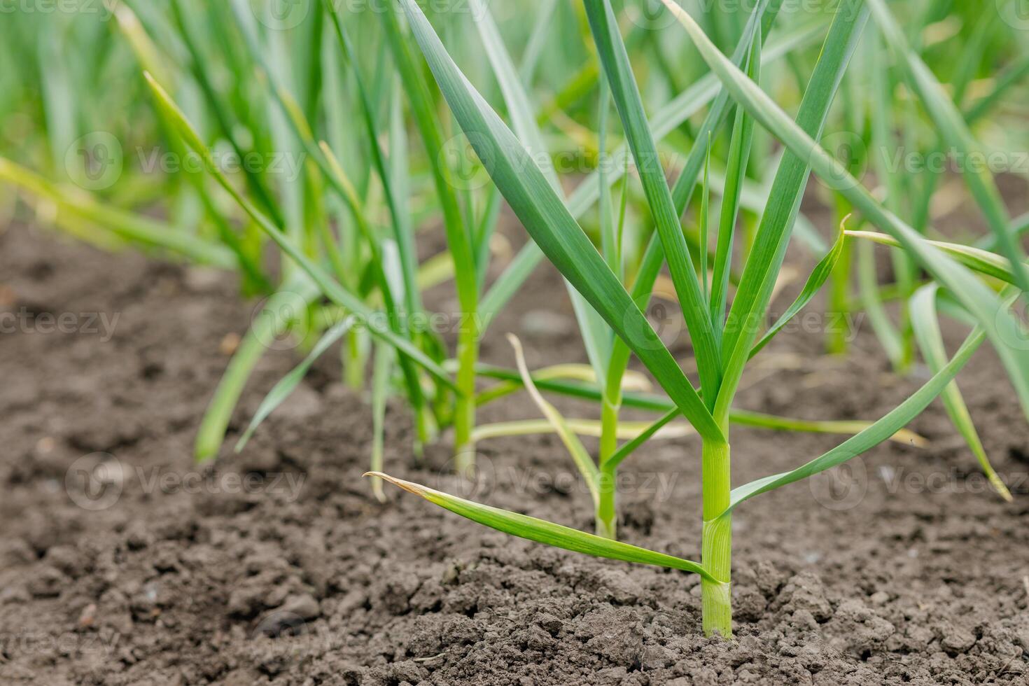 Close-up of young garlic plants growing in garden soil, early stage of spring cultivation. photo