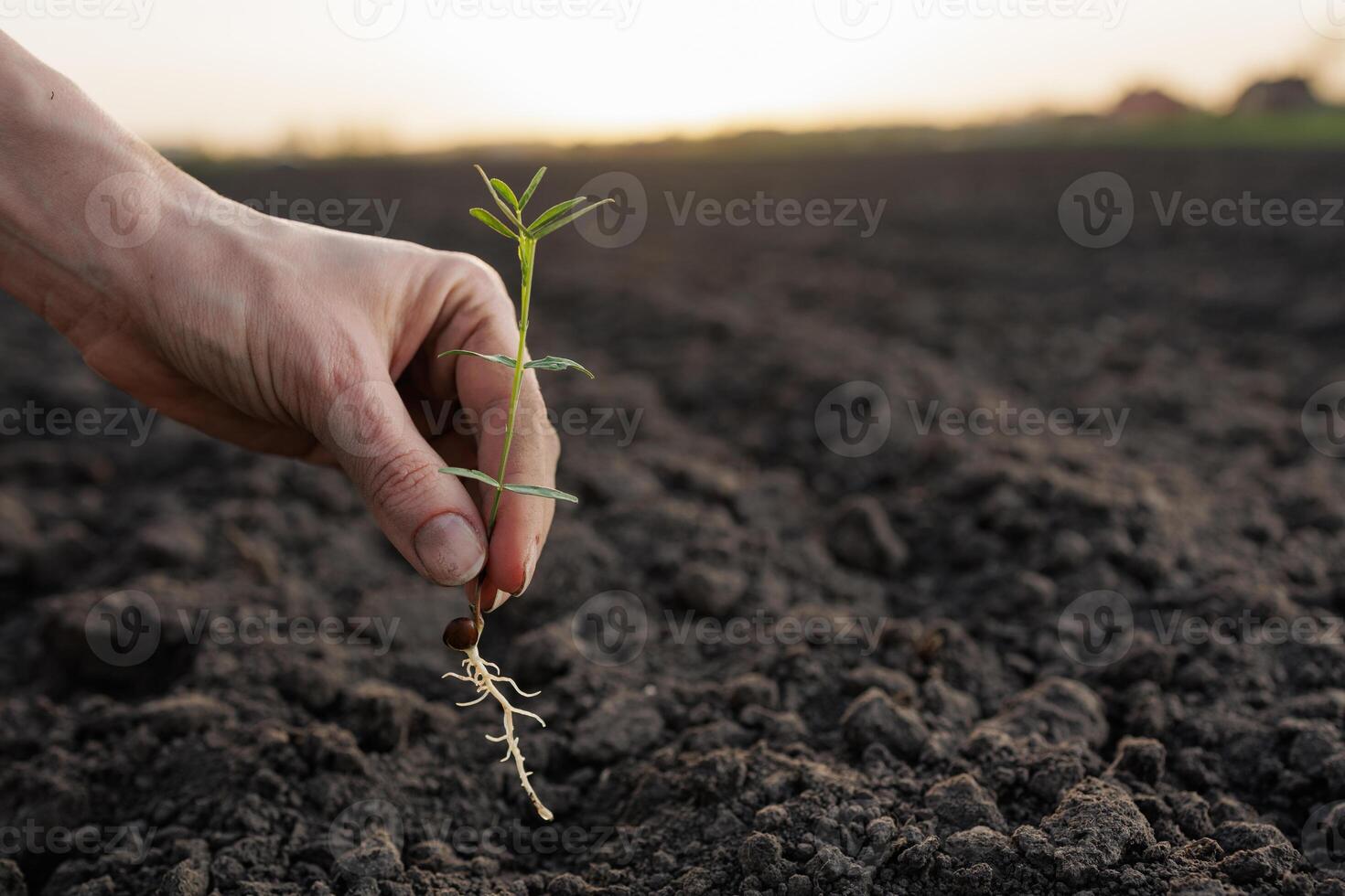 Hand holds seedling with roots, concept of growth, agriculture and organic farming. photo