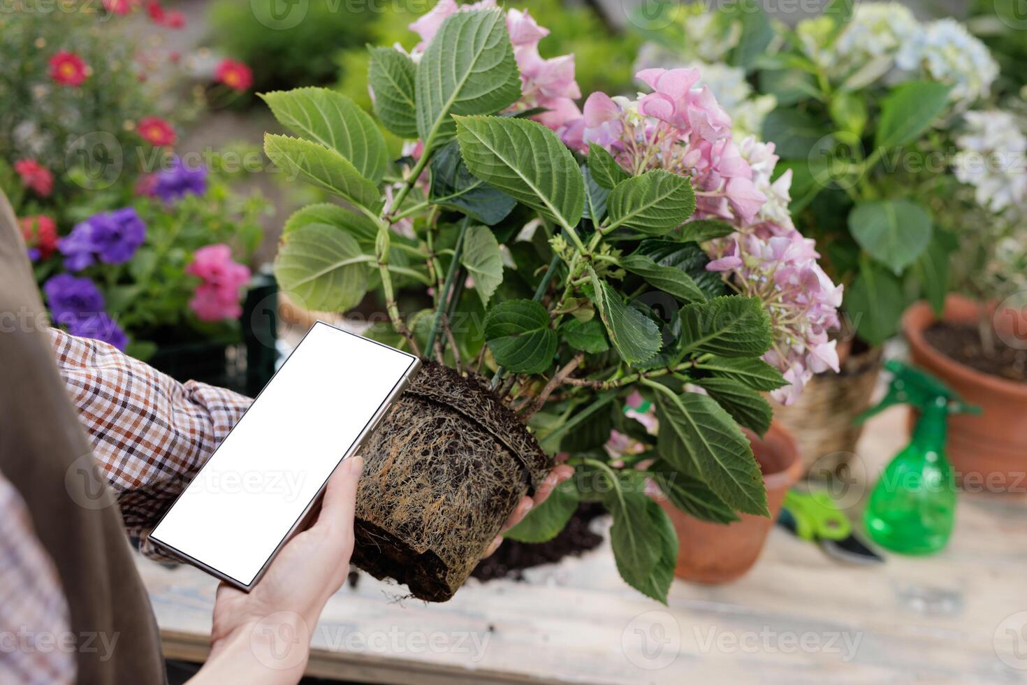 Hands holding rootbound plant and smartphone with blank screen during garden repotting task. photo