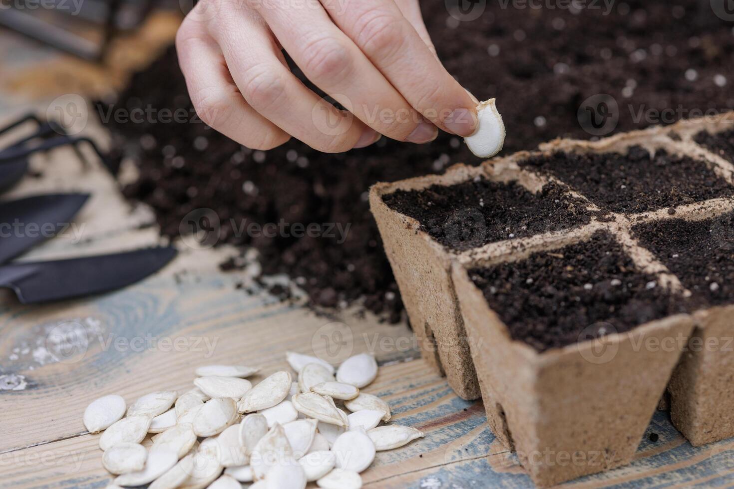 Hand planting pumpkin seeds in soil-filled biodegradable pots for home gardening and spring seeding. photo