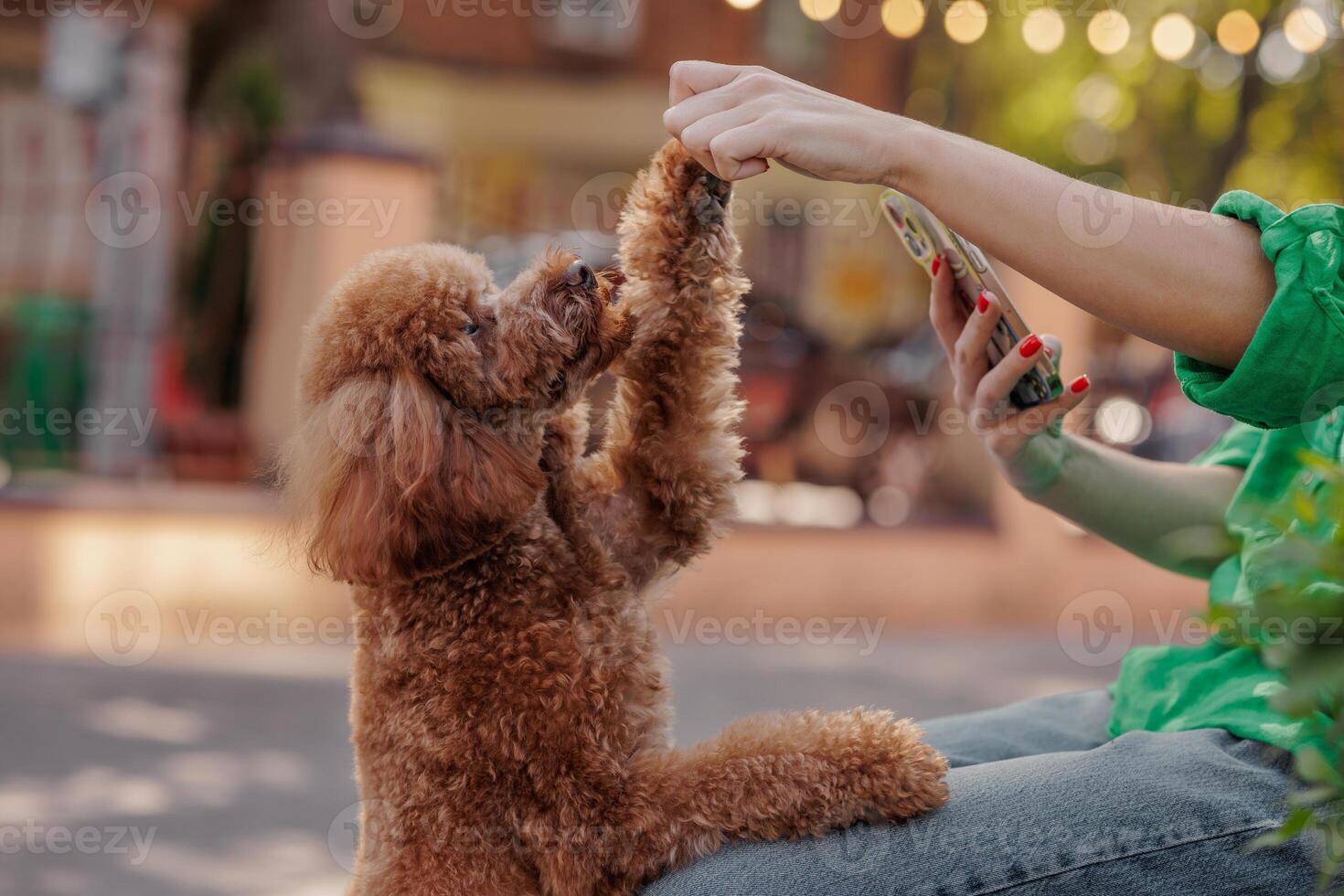 Obedient poodle stands up for treat, joyful outdoor moment with owner holding smartphone. photo