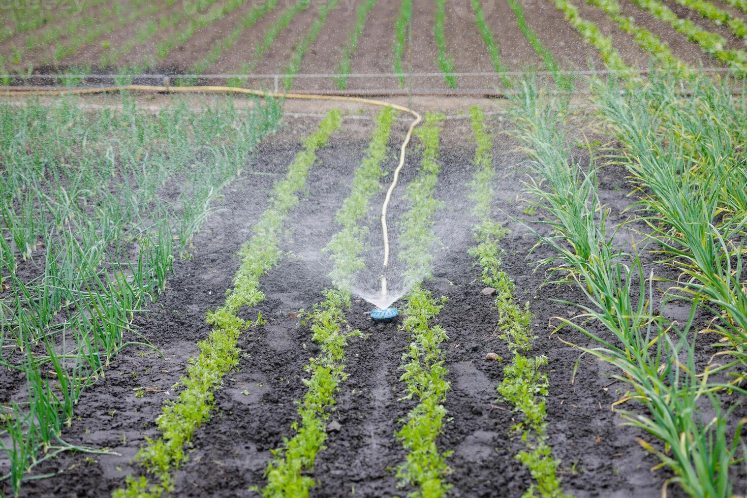 Field irrigation with sprinkler system watering rows of young vegetable crops on a farm. photo
