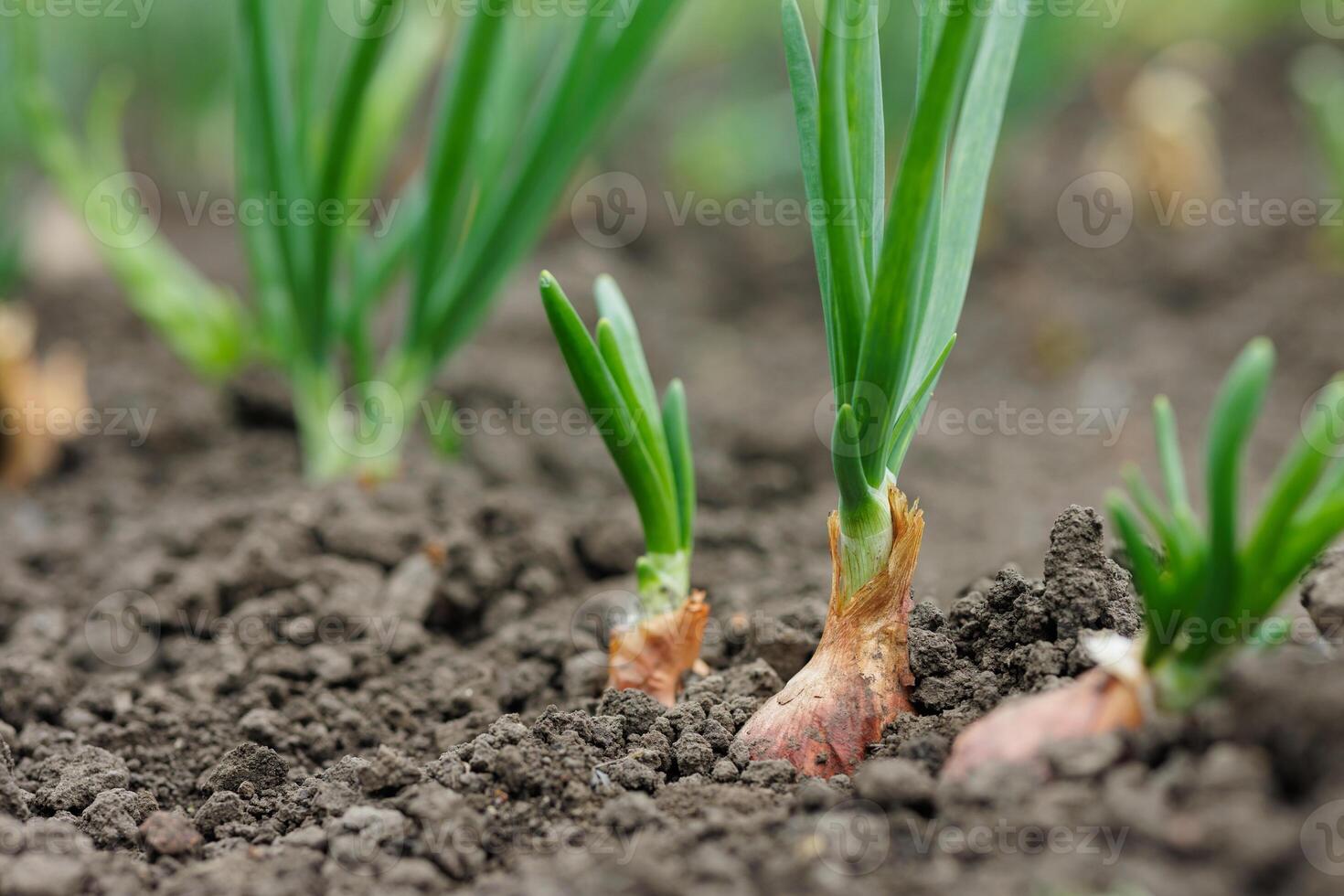 Young onion bulbs sprouting from fertile soil in a garden bed, showcasing organic vegetable farming growth. photo