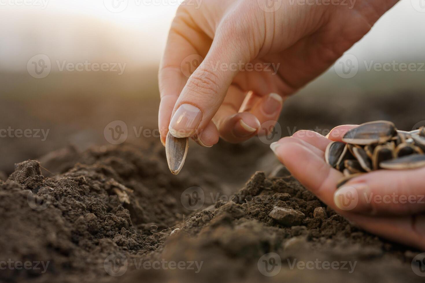 Hand sowing sunflower seed into soil at dawn, symbolizing new beginning and cultivation photo