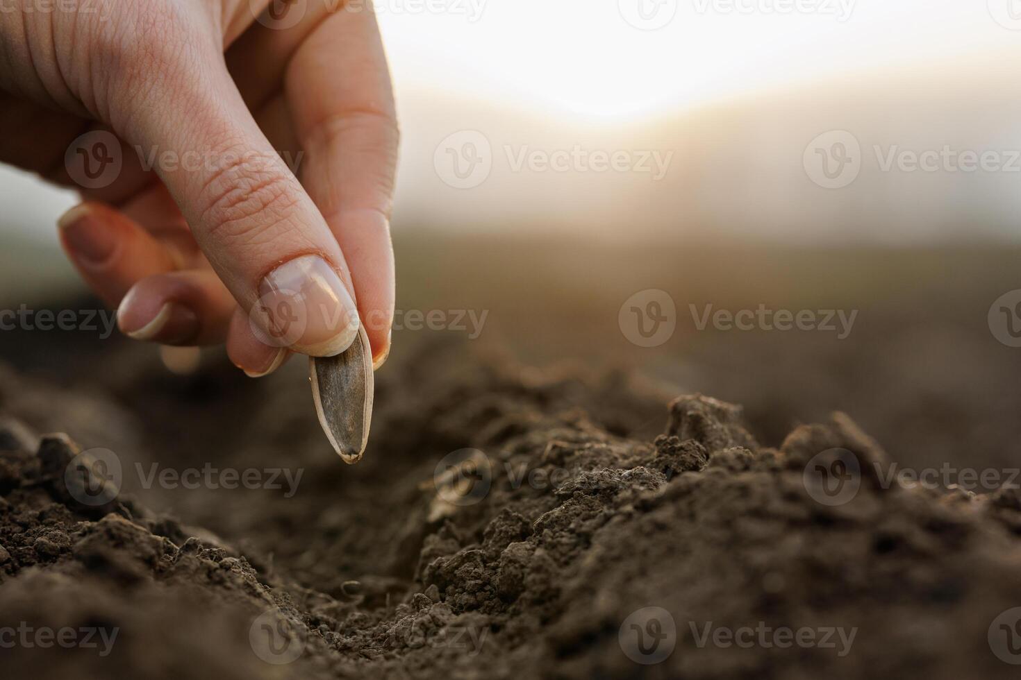 Hand sowing sunflower seed into soil at dawn, symbolizing new beginning and cultivation. photo