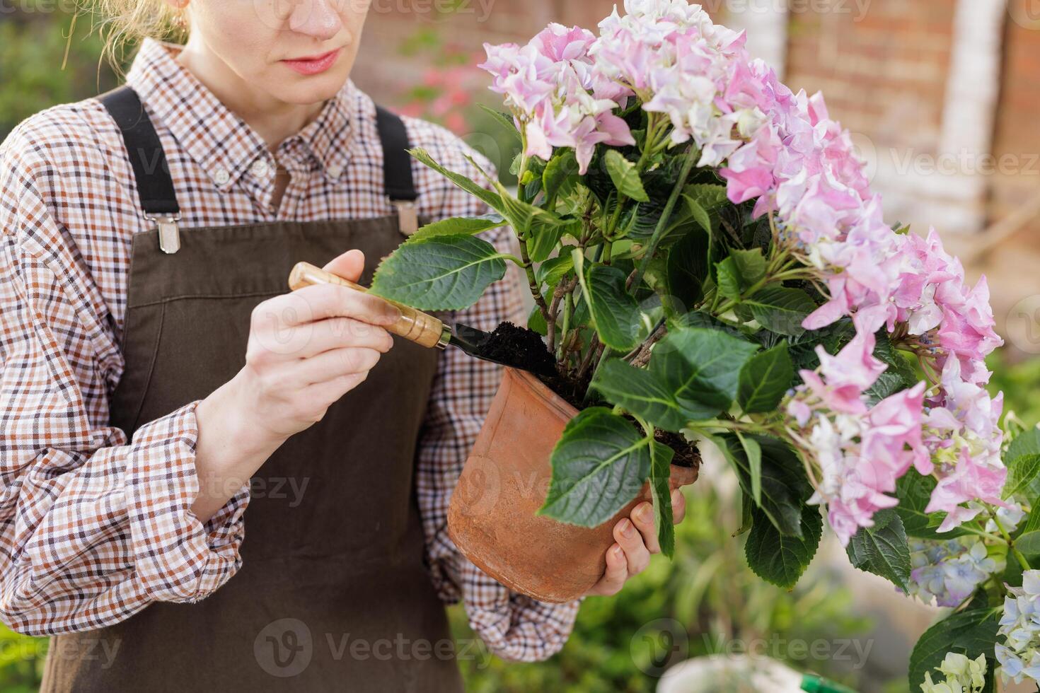Woman gardening, adding soil to hydrangea flower pot with trowel, spring plant care. photo