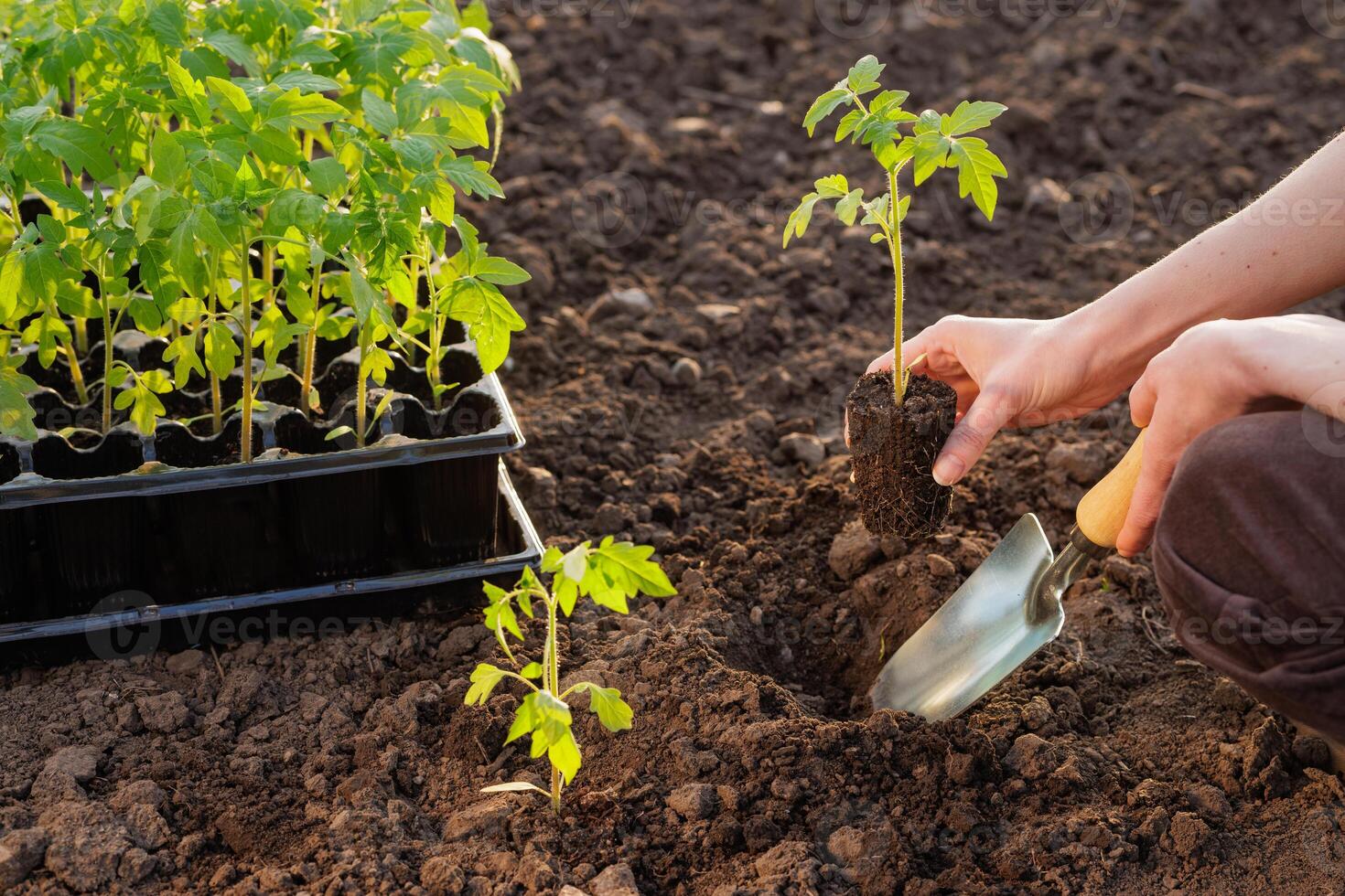 Transplanting tomato seedlings into soil in vegetable garden at planting season. photo
