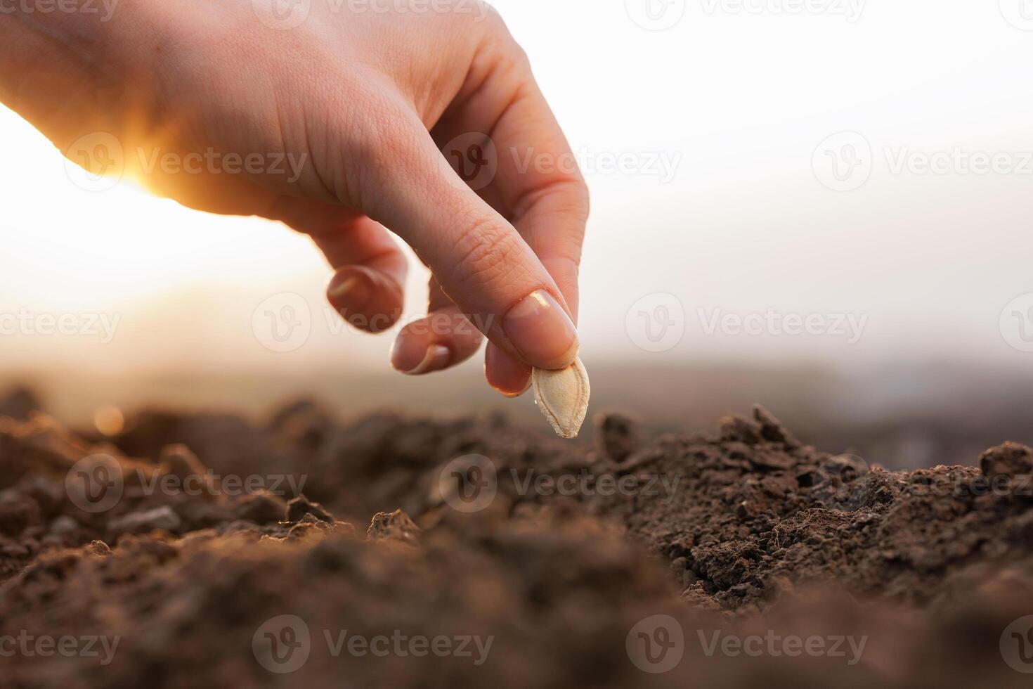Hand sowing seed into soil at dawn, representing farming, nature, and new beginnings. photo
