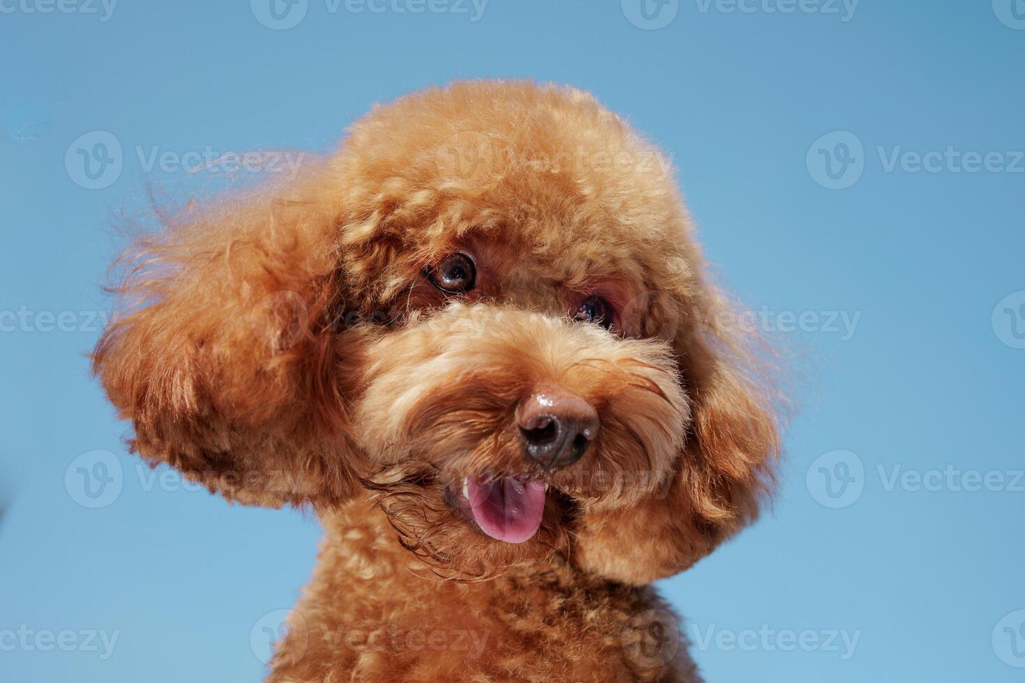 Adorable poodle smiling against blue sky, joyful dog portrait in sunlight. photo