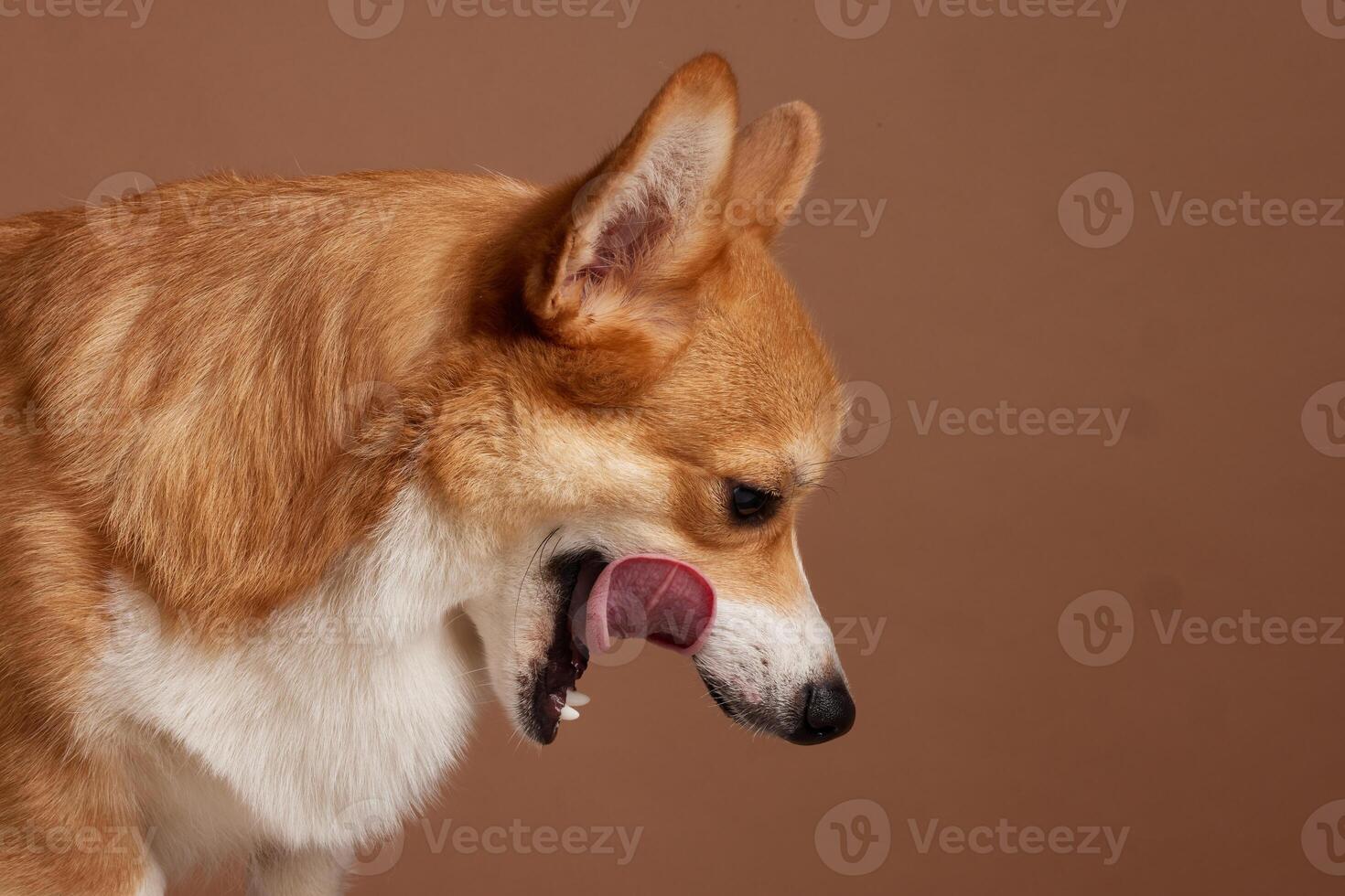Corgi dog licking nose with tongue out, side profile view against plain brown studio backdrop. photo