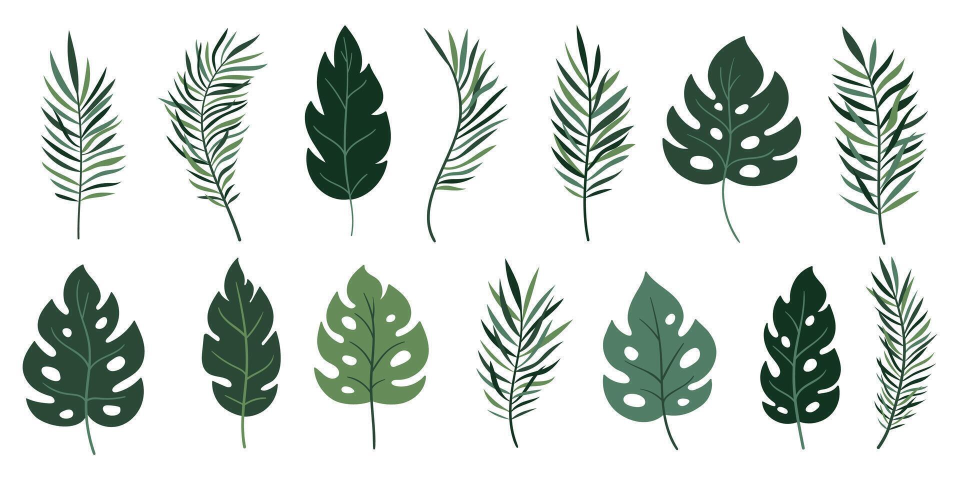 Green tropical leaves set isoalated on white background for poster, print, invitation, cover design. Ornamental exotic green leaves. Palm, banana, monstera, coconut leaves vector