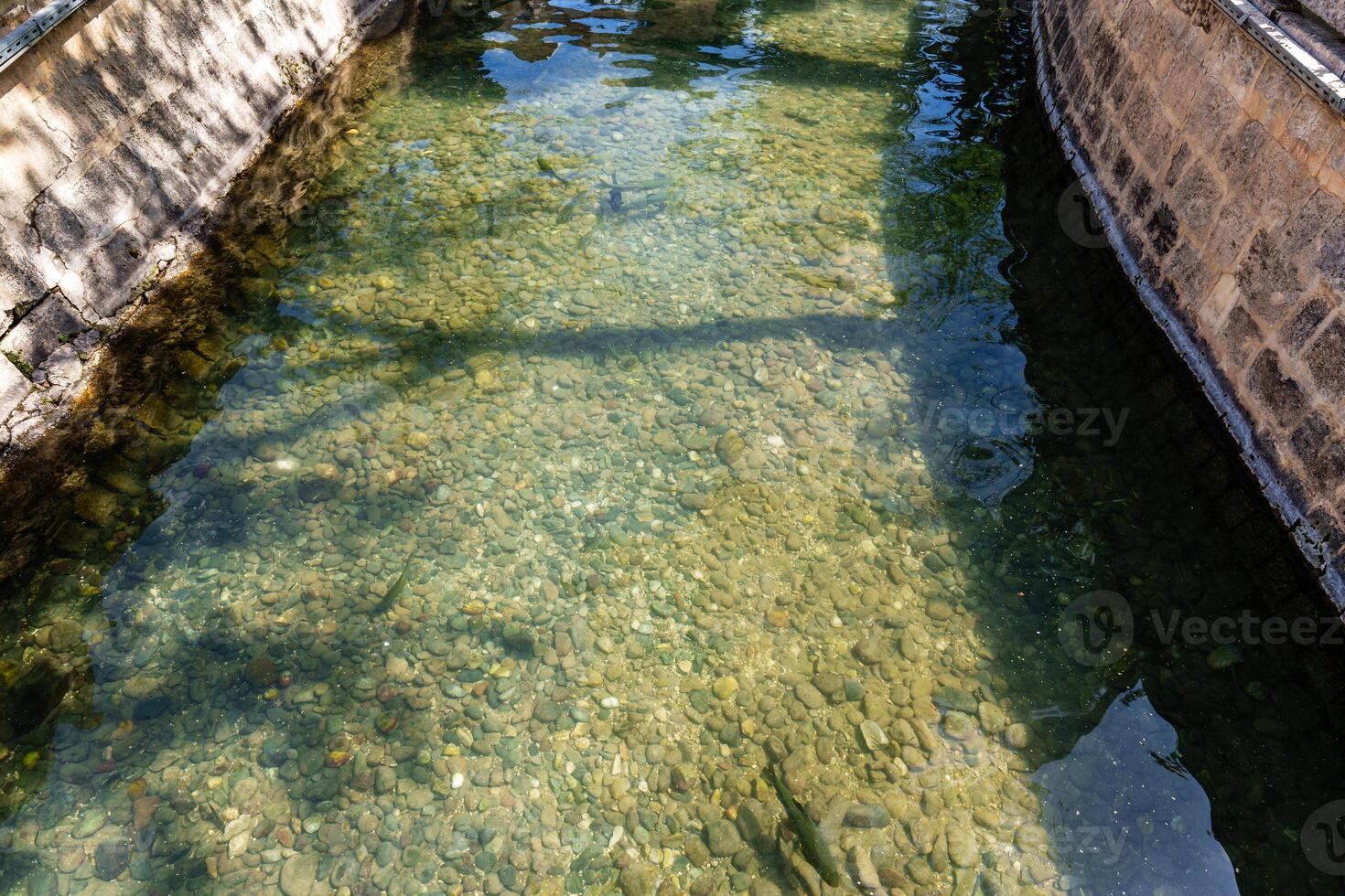 Fish lake in historic religous site in sanliurfa, Turkey photo