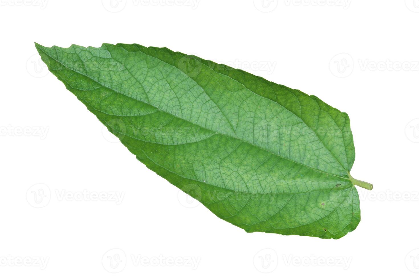 top view Muntingia calabura leaf isolated on white background photo