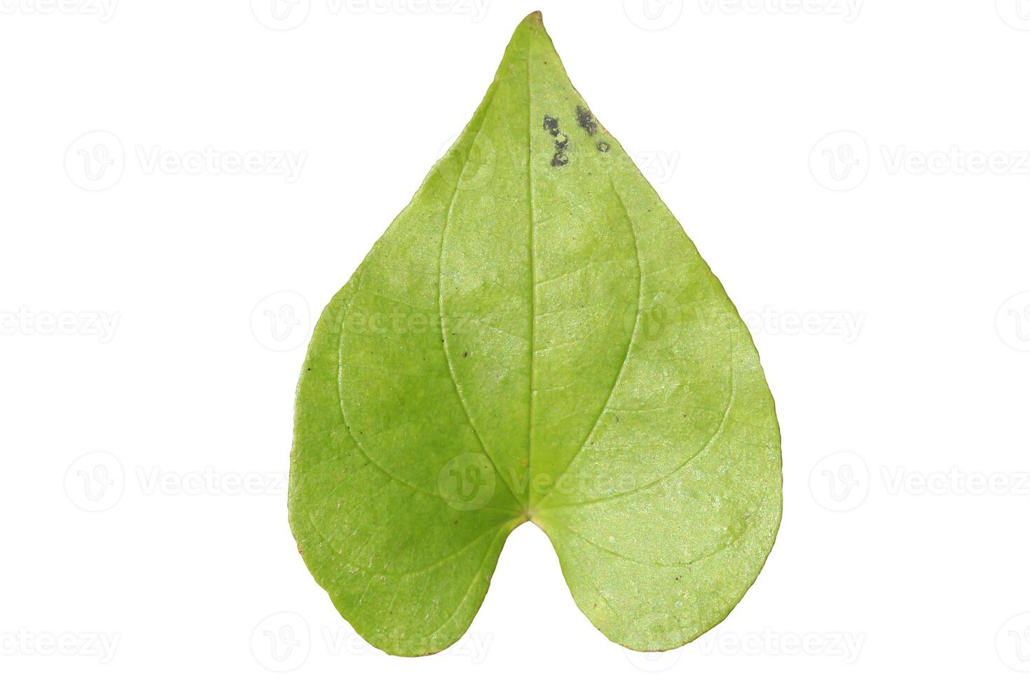 Dioscorea esculenta commonly known as the lesser yam leaf isolated on white background photo