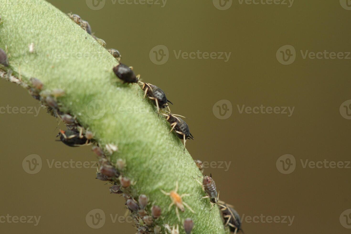 Black bean aphid colony on Young Long Bean Pods Close Up of Insect Infestation photo