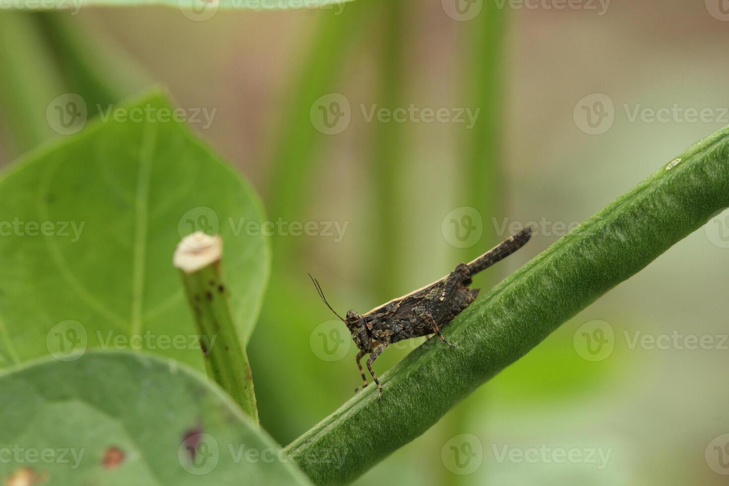 Tetrix subulata perched on a long bean pod with a soft bokeh background photo