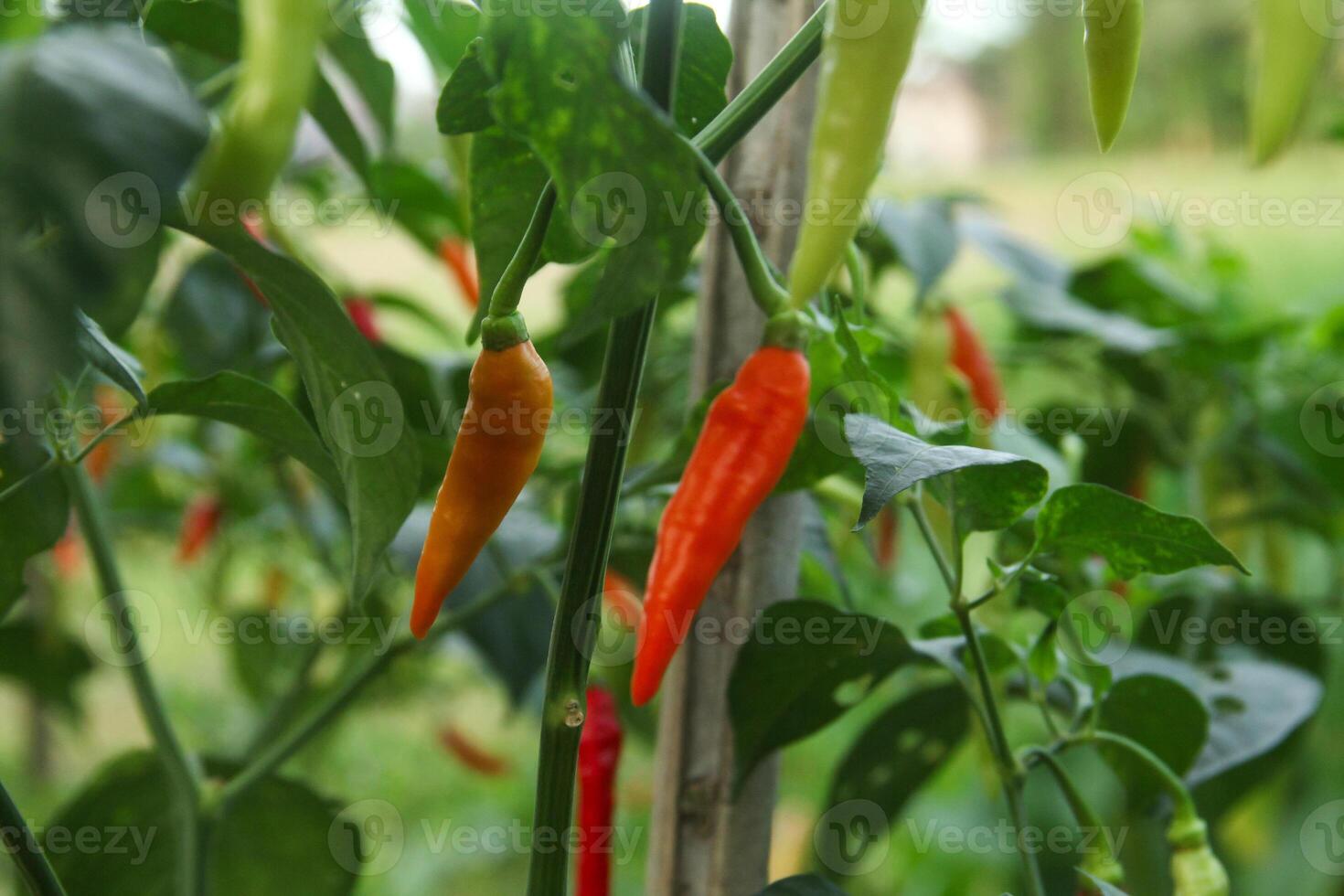 A group of red and orange peppers growing on a plant photo