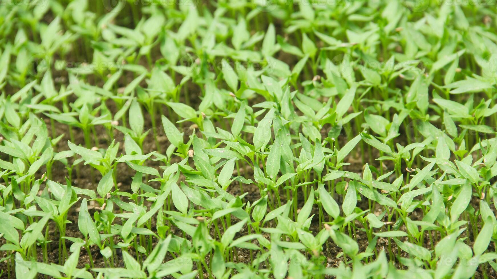 A close up of a field of green grass photo