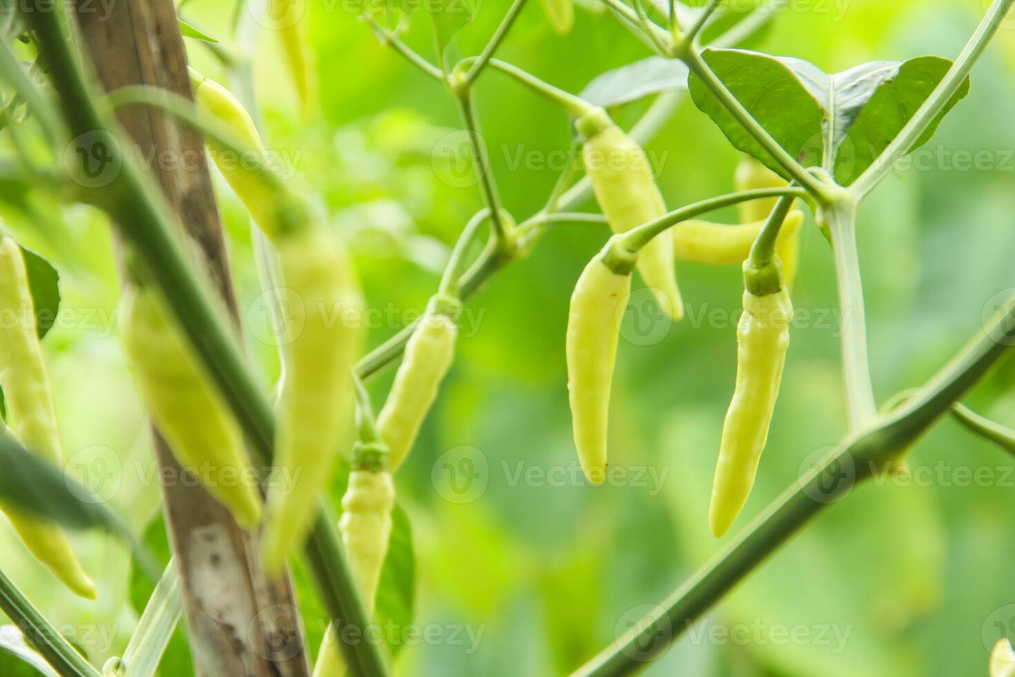 A plant with many green peppers growing on it photo