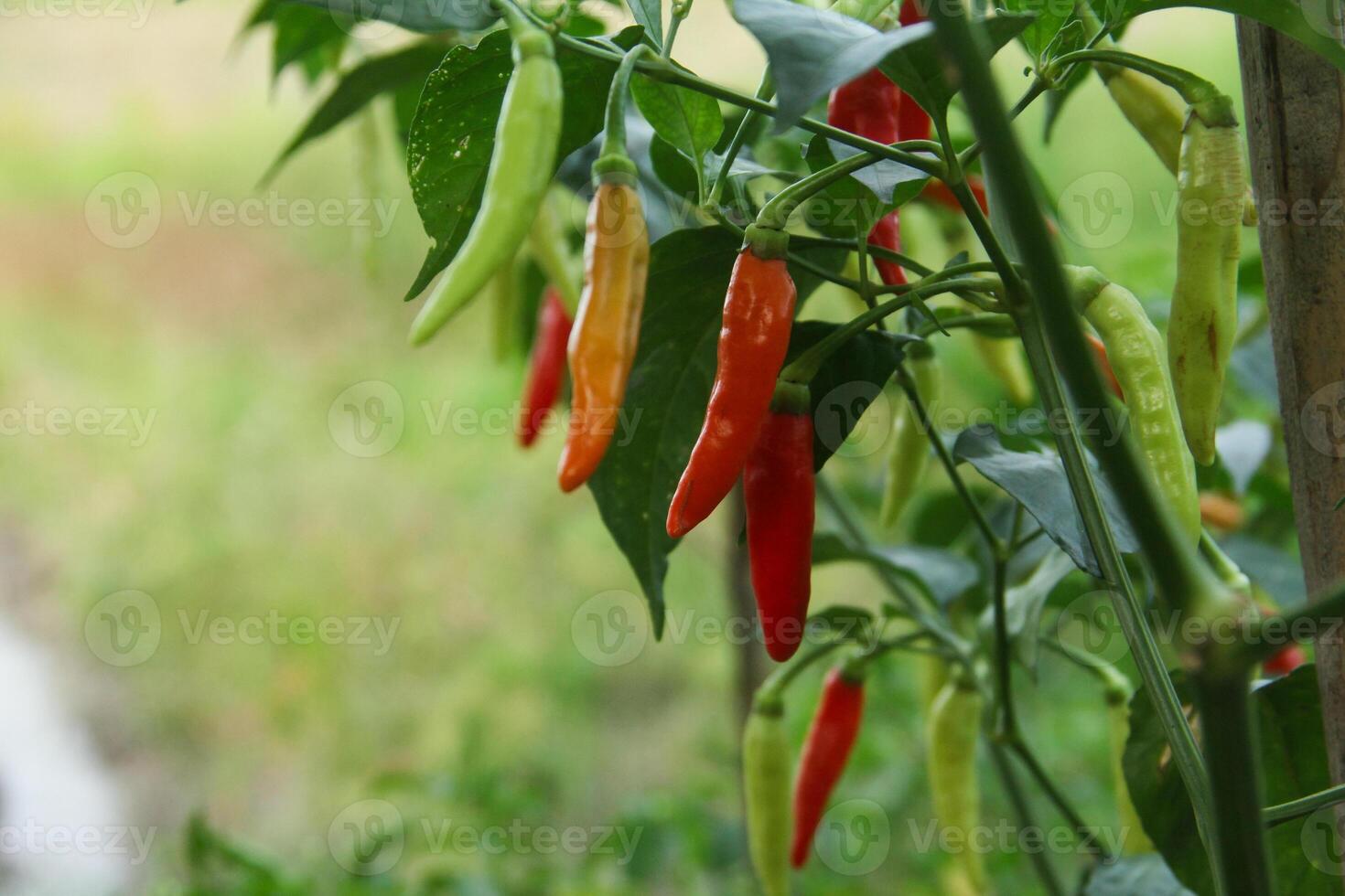A group of red and yellow peppers growing on a plant photo