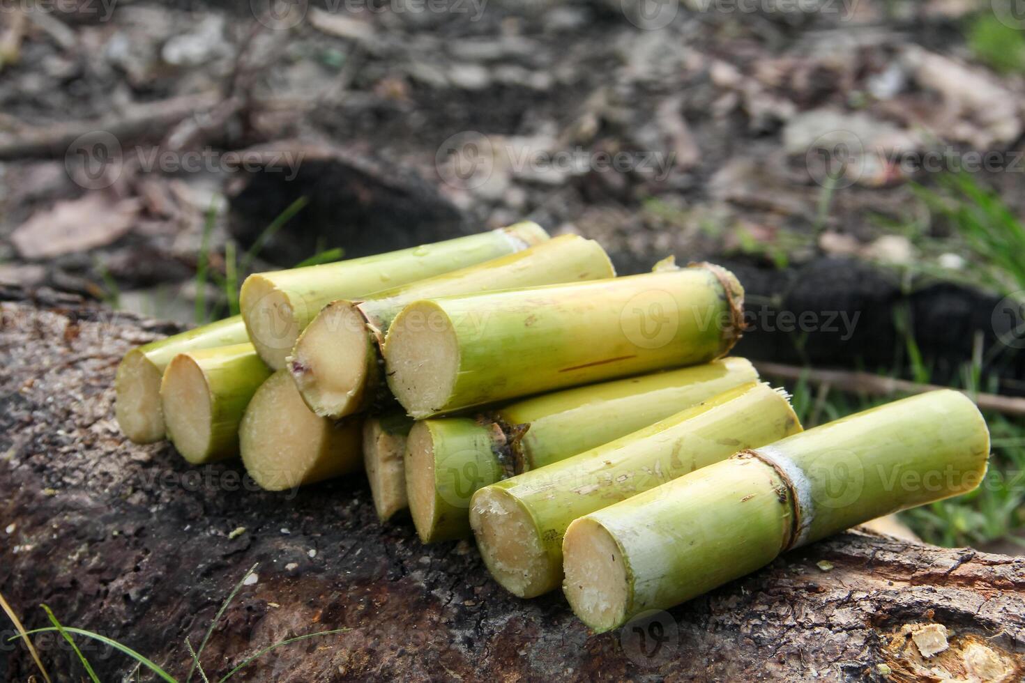 Several pieces of sugar cane are sitting on top of a log photo