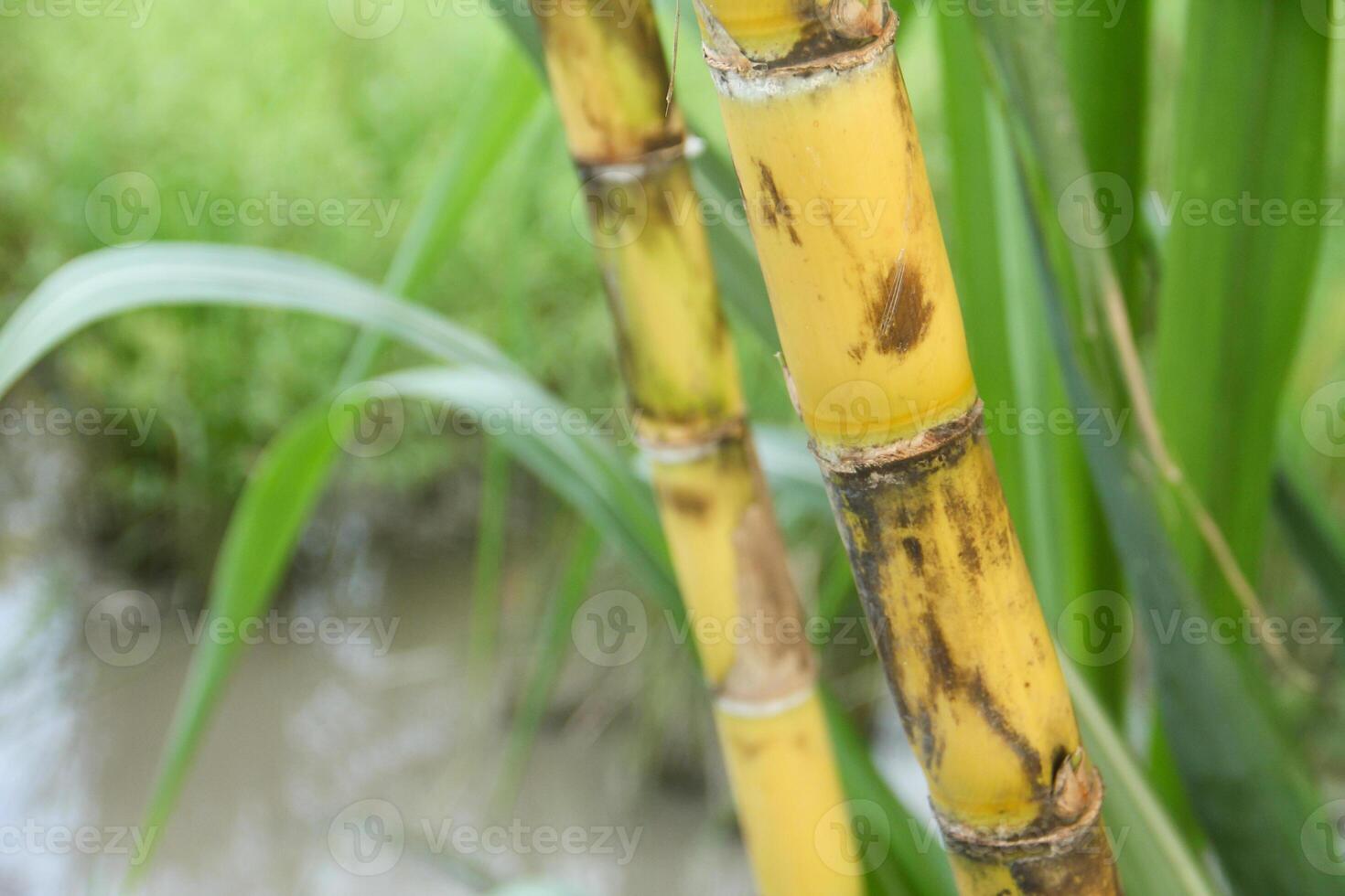 Sugarcane plants growing and showing yellow sugarcane stalks on sugarcane plantations in tropical countries photo