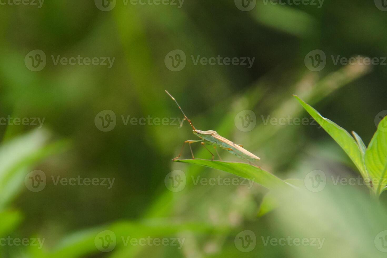A bug is standing on top of a green leaf photo