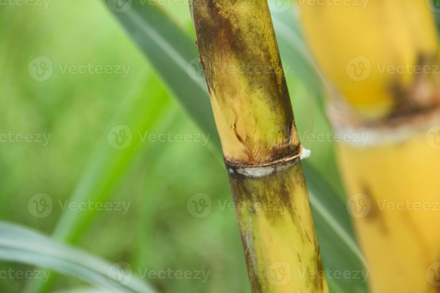 Sugarcane plants growing and showing yellow sugarcane stalks on sugarcane plantations photo