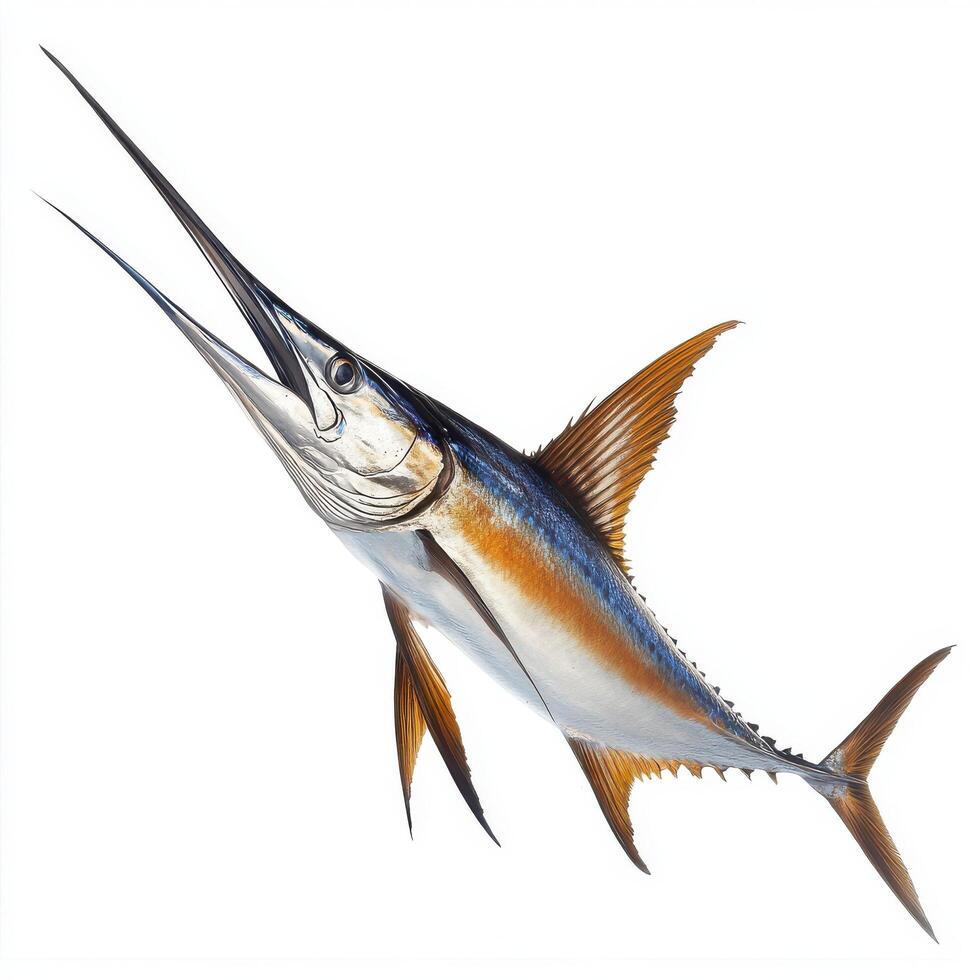 Detailed Marlin Fish Isolated on White Background, Realistic Aquatic Wildlife Art photo