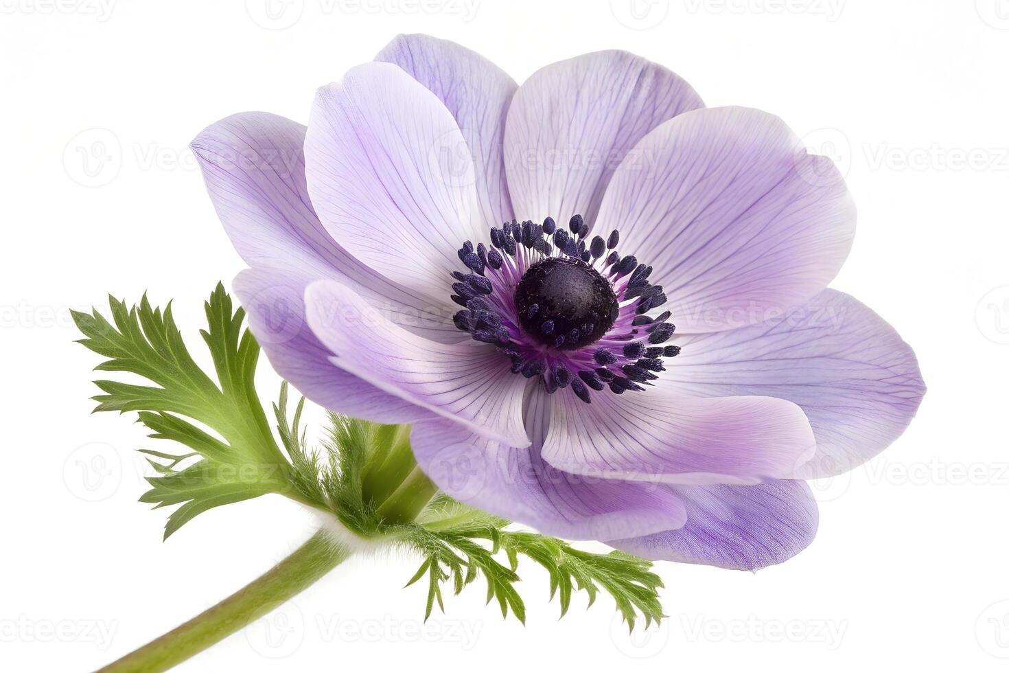 Lavender anemone flower, showcasing delicate petals and prominent dark center, blooms beautifully against clean white photo