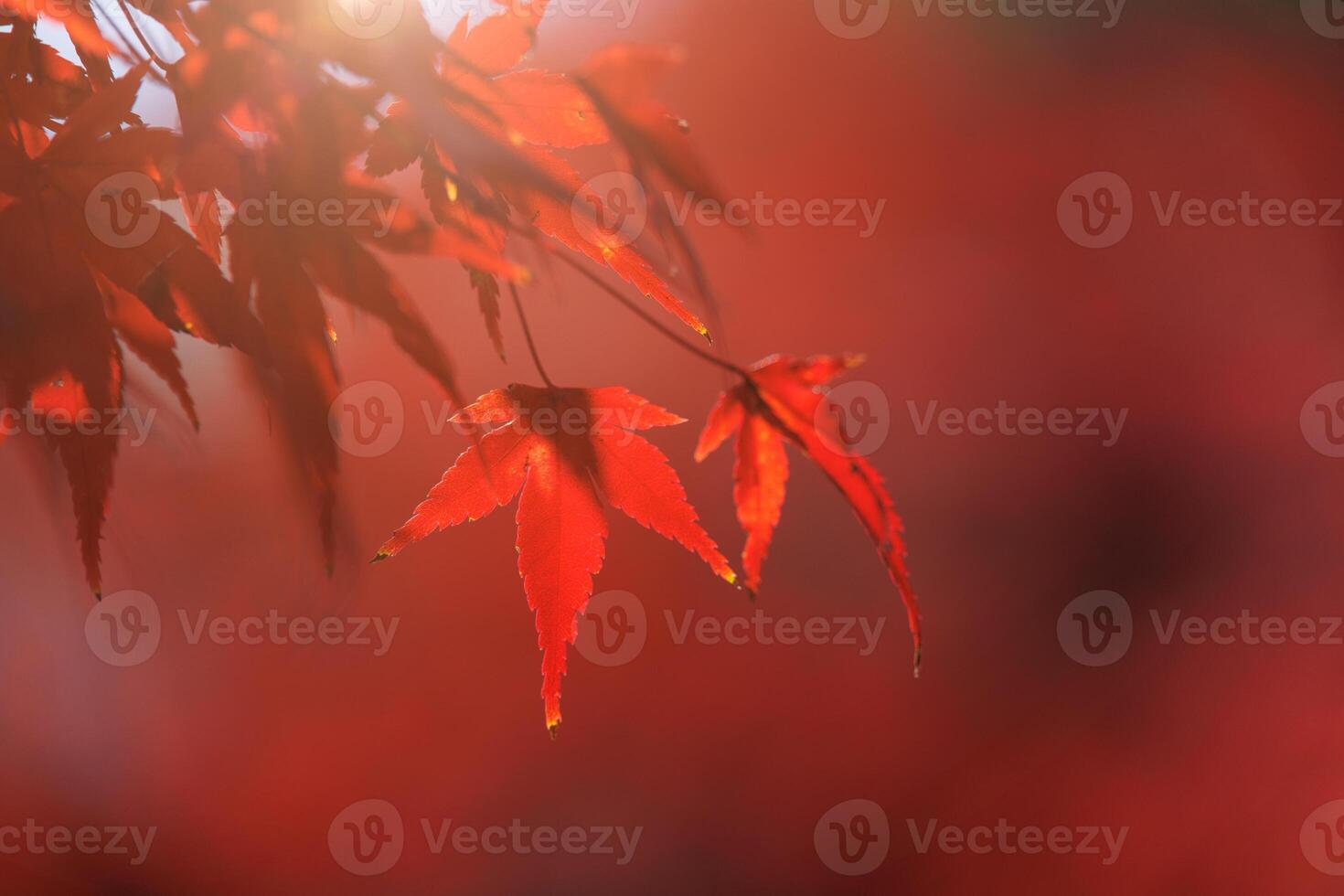 Red maple leaf with blur space for text for Kyoto Autumn travel season advertising background. photo