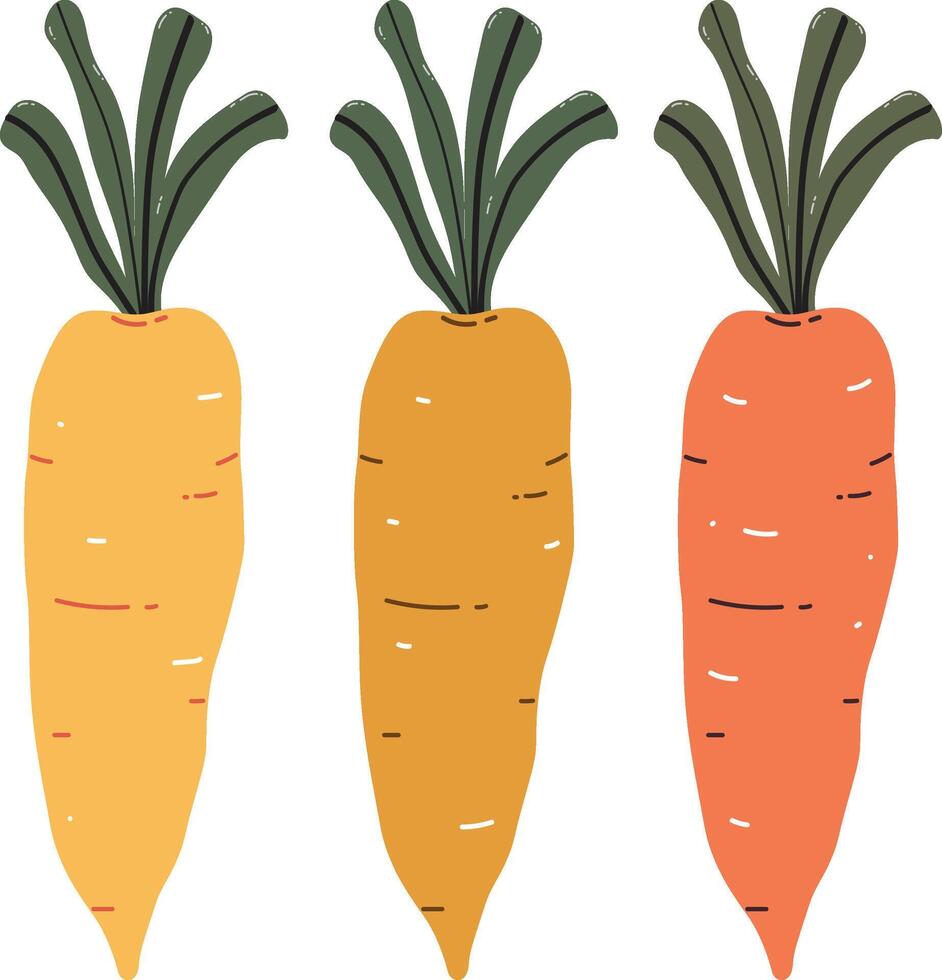 orange carrot in hand drawn style vector