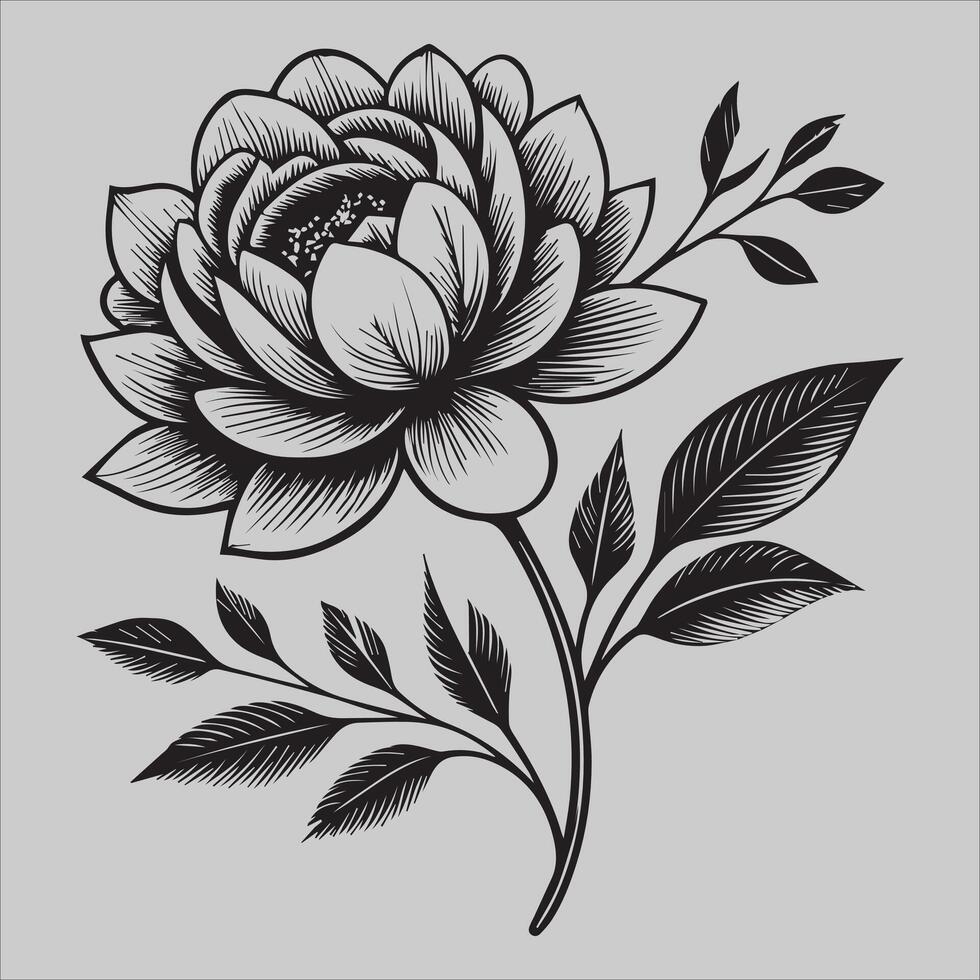 Delicate Cosmos flower flower head vector