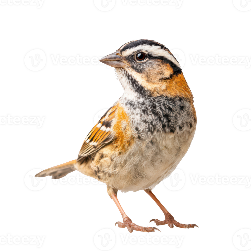 Rufous collared sparrow standing isolated on transparent background. png