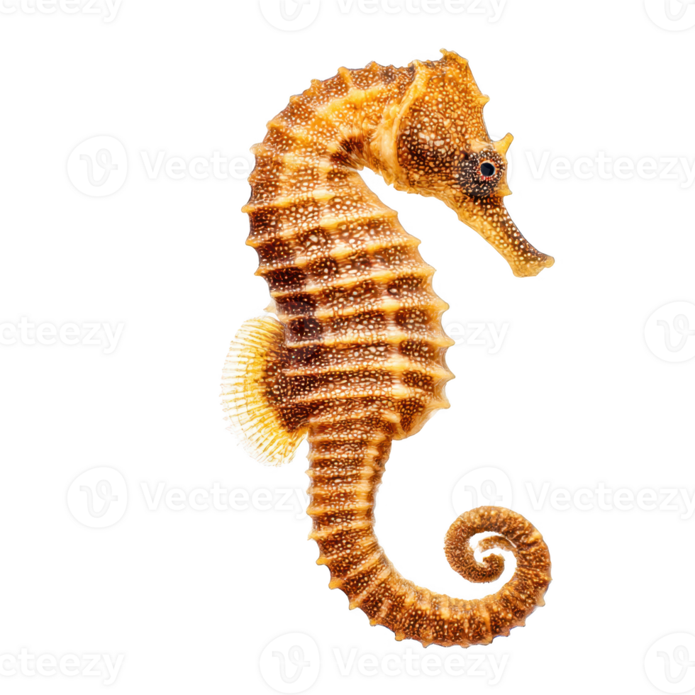 A seahorse in detailed view isolated on transparent background. png