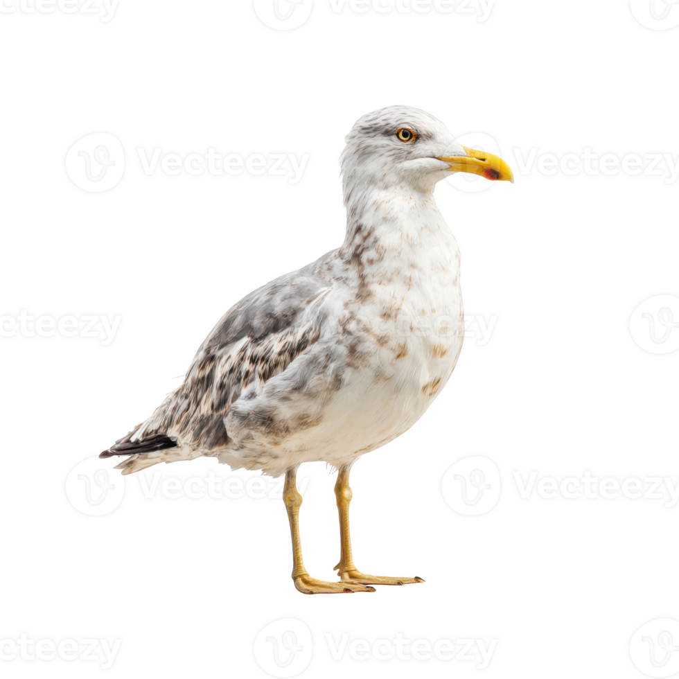 Seagull standing still, full body isolate on transparent background. png