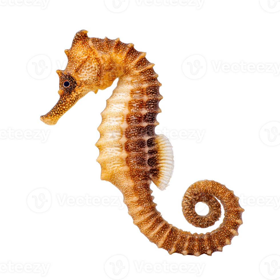 Seahorse close up, studio shot isolated on transparent background. png