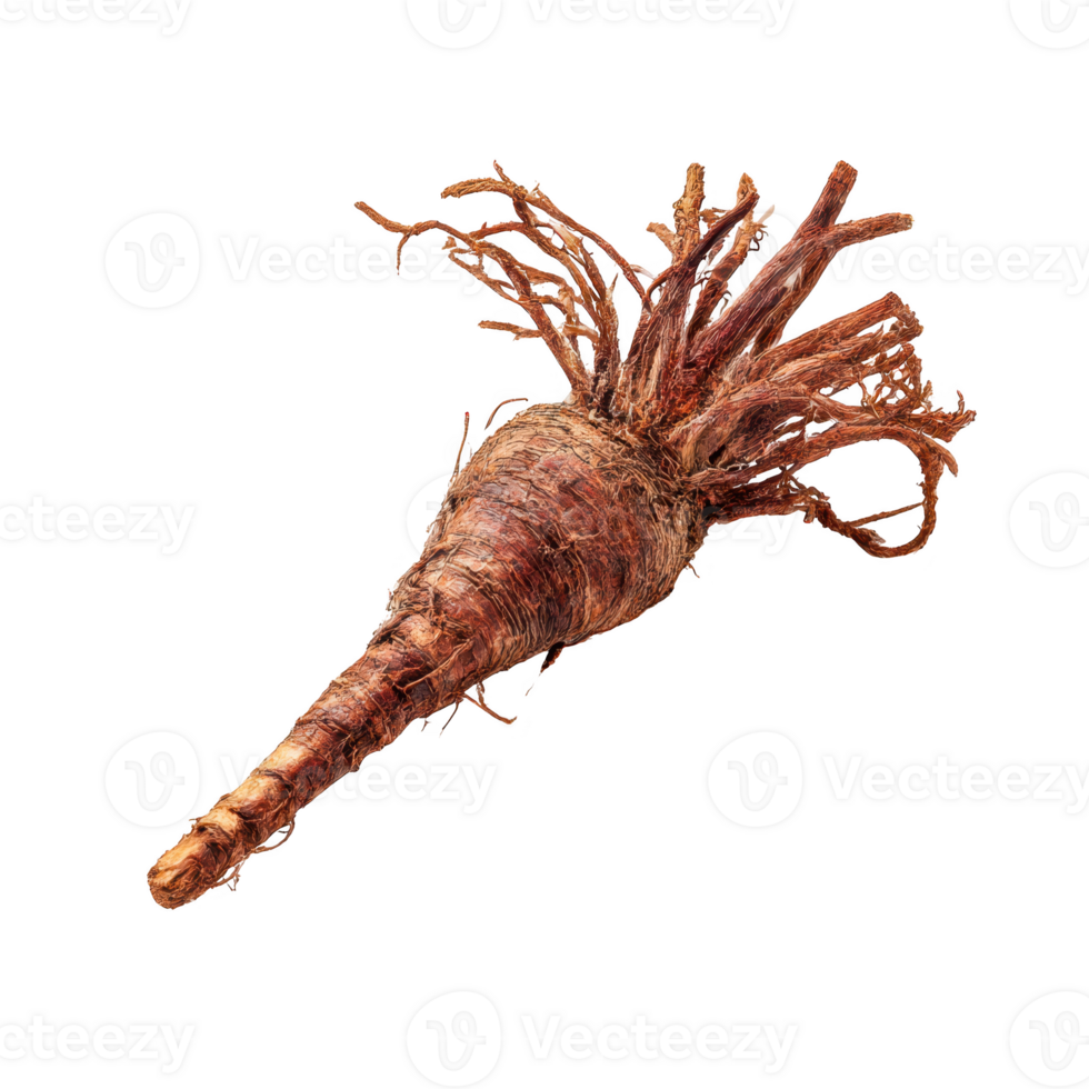 Single galangal root, whole, isolated on transparent background. png